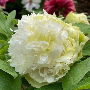 绿幕隐牡丹绿牡丹花苗盆栽牡丹庭院地栽阳台洛阳牡丹花卉玉树花苗