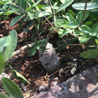 盆栽掌形不含盆仙人球火星人块根萝藦科多肉植物多肉仙人掌批发