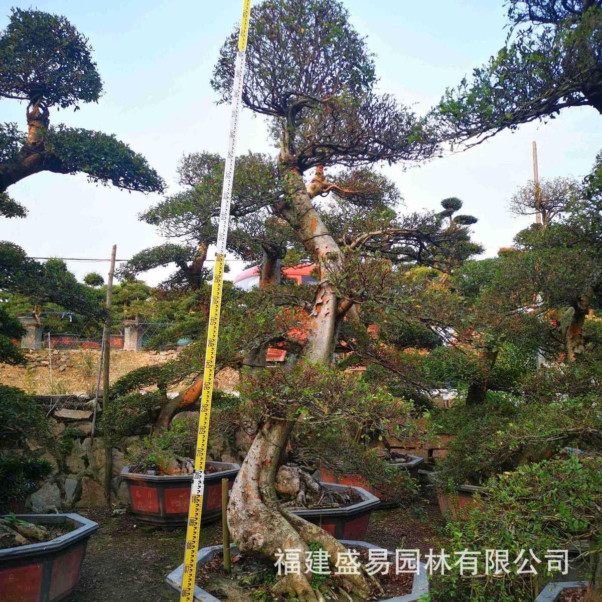 福建漳州榆树桩头批发榆价格树桩榔榆供应基地造型榆树盆景