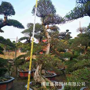 福建漳州榆树桩头批发价格树桩榆榔榆供应基地造型榆树盆景