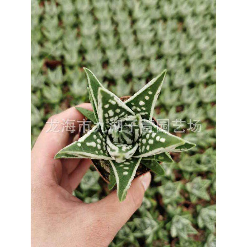 十二卷皇帝属,农机/农具/农膜,播种栽苗器/地膜机,淘宝优惠券,粉丝福利购,淘宝优惠卷