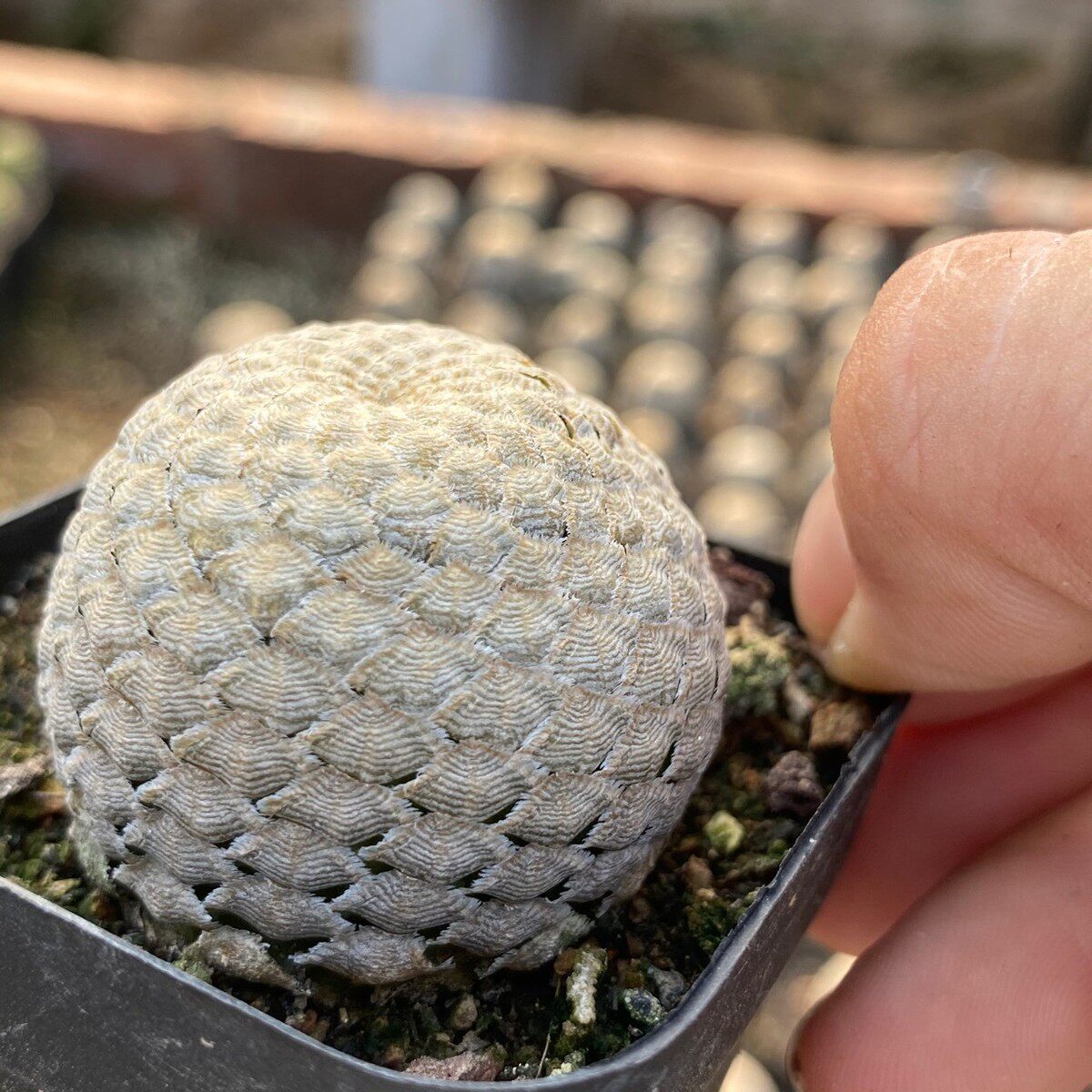 鱼鳞大戟小盆栽多肉植物基地直发仙人球小绿植