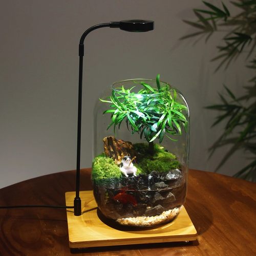 苔藓微景观生态瓶缸成品盆栽盆景成品活赤楠绿植好养造景桌面办公