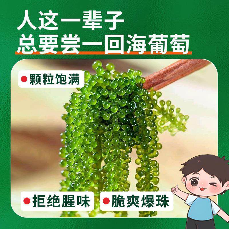 速发儿童海葡萄即食绿色鱼子酱小孩吃的健康零食新鲜盐渍开胃菜旗