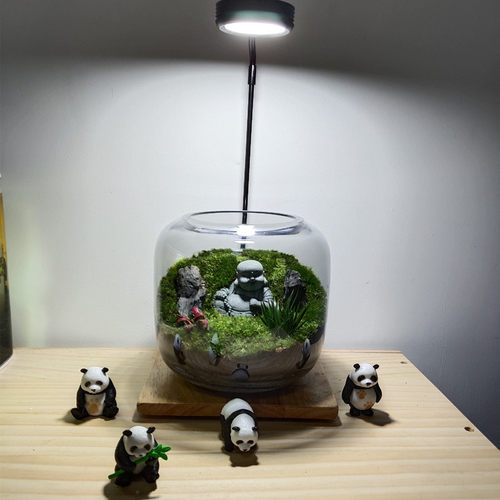 花开见佛桌面植物微景观生态瓶雨林缸苔藓禅意盆栽盆景好养成品发