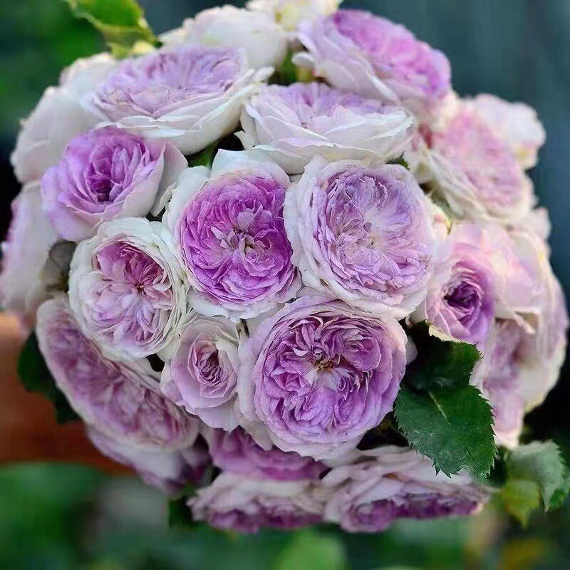 月季特大花蔷薇果汁阳台庭院花卉植物盆栽浓香四季玫瑰花期带花苞