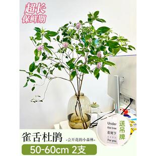 雀舌杜鹃水培植物室内好养高大马木醉吊钟树枝条水养鲜切绿植批发