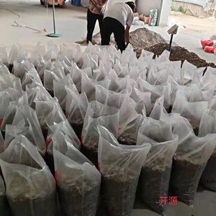 厂家供应溪溪流底沙天然鱼缸造景流石砂彩色装饰雨林沙