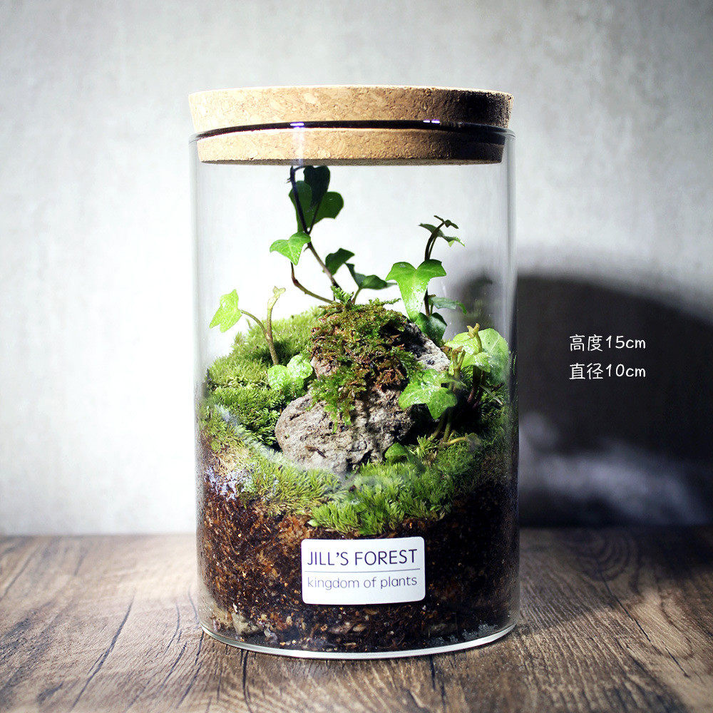 eq4f圈养/萤火系列苔藓微景观办公室送朋友生态瓶礼品生日