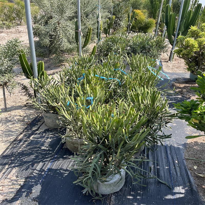 扁叶麒麟发双子叶植物大戟科硬叶麒麟户外园林景观展览植物设计