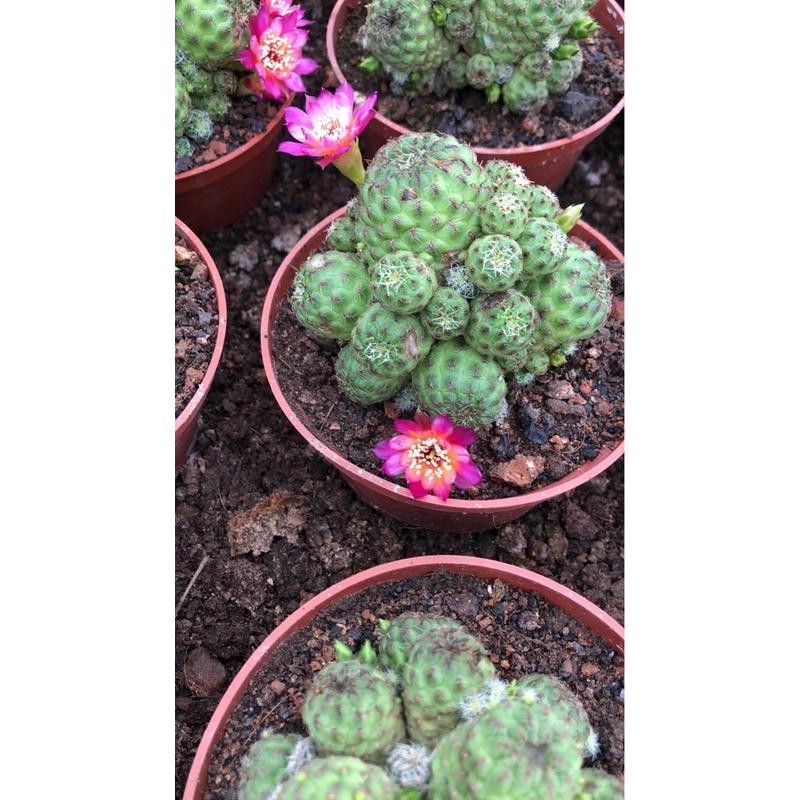 盆栽形景天科沙生大型掌带土多肉多肉植物卡徕主教仙人球仙人掌