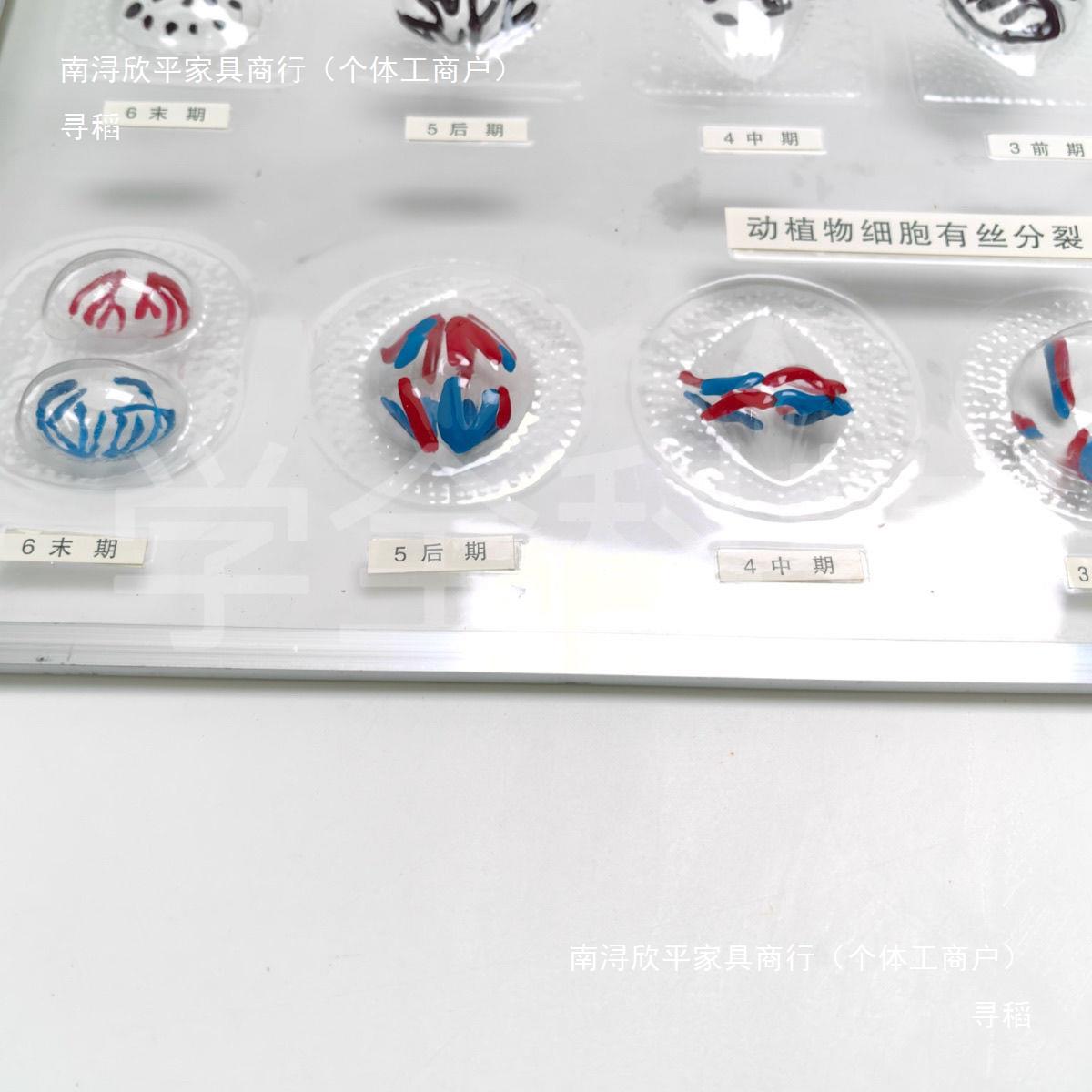 3228动植物细胞有丝分裂及减数分裂模型磁吸式细胞分裂模型生物