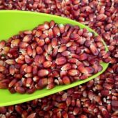 枭龙鸽粮中粒浙江米5斤赛鸽信鸽原料批发红玉沪皖 包邮