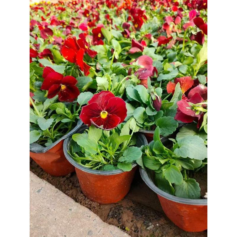 大花三色堇多色耐寒草花猫脸花三色堇花苗盆栽地栽绿化苗冬季包邮