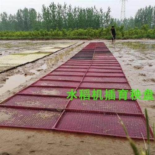 水稻秧盘新款水稻育苗盘机插育秧盘谷种育苗盘平底软盘营养厂家