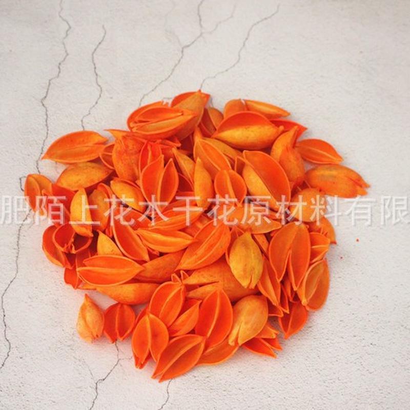 小梧桐壳天然干花原材料木莲花梧桐果拈花桐果手工泡材料批发