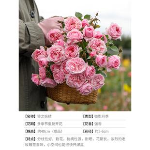 果汁金丝雀树月棒棒糖植物花卉盆栽阳台的月季花苗阳台海蒂花园