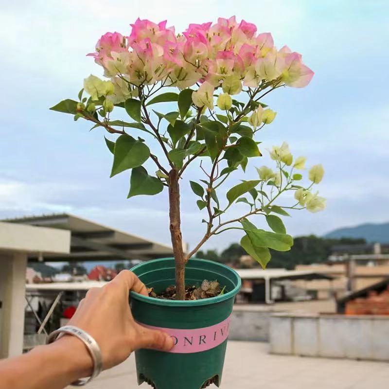 勤花三角梅树苗老桩耐寒爬藤植物重瓣观阳台盆栽庭院四季花卉开花