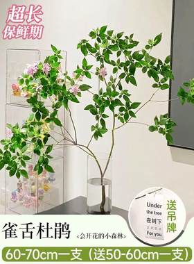 雀舌鲜水培植物室内好养高大马醉木吊钟树枝条水养杜鹃切绿植批发