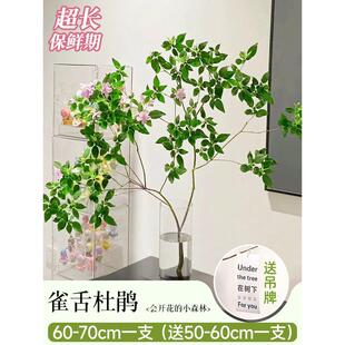 雀舌鲜水培植物室内好养高大马醉木吊钟树枝条水养杜鹃切绿植批发