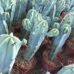 龙神木带手臂仙人柱直发盆景基地室内