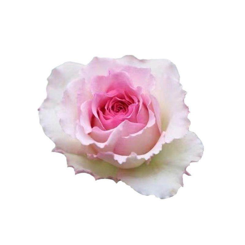 无刺大花藤本浓香月季花苗西枝刺四季庭院爬藤花卉无牡丹蔷薇盆栽,鲜花速递/花卉仿真/绿植园艺,时令草本花卉,淘宝优惠券,粉丝福利购,淘宝优惠卷