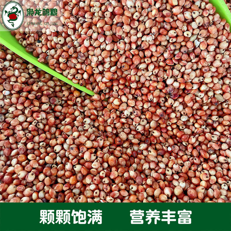 枭斤鸽粮红高粱澳粮50龙浙江沪皖包邮