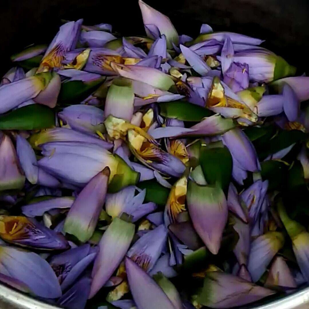 厂家供应蓝莲花蓝纯露睡莲纯露蓝莲花提取液原料