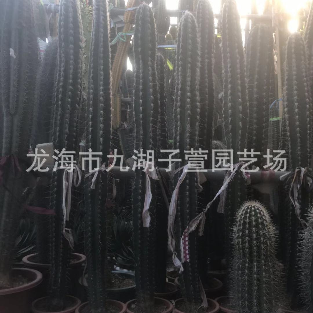 子萱园艺自产自销青衣柱绿色大型仙人柱沙生沙漠仙人球多肉植