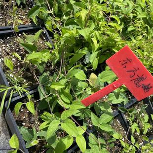 东方晨曲铁线莲阳台庭院爬藤攀援四季绿植盆栽花卉