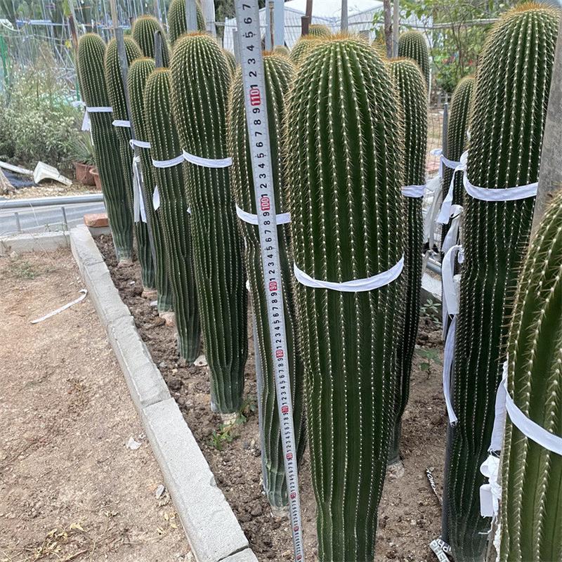 沙生大型植物展览仙人掌仙人柱大凤龙室内景观布置柱状热带公园