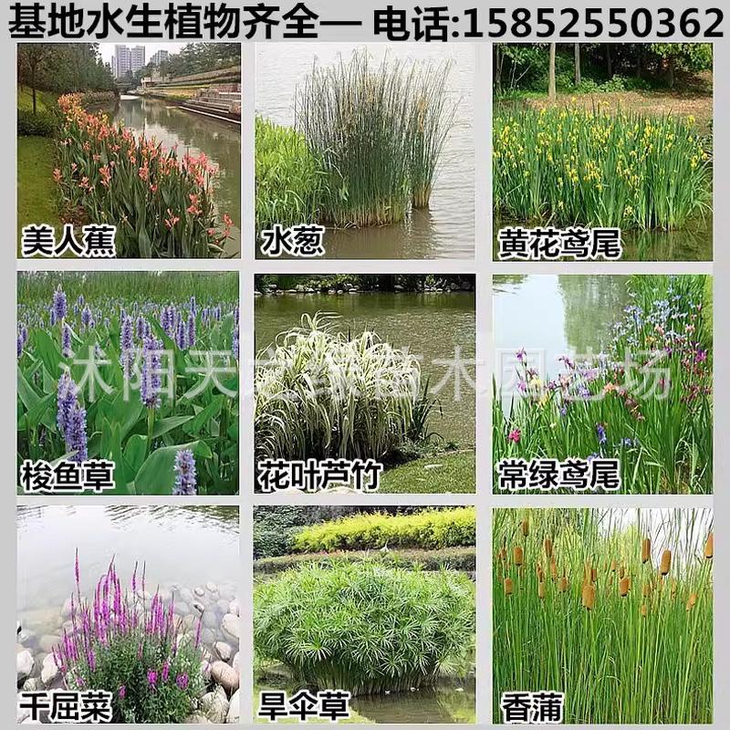 水培水生花卉美人蕉旱伞草水竹再菜苗花黄菖蒲千屈力池塘湿地植物