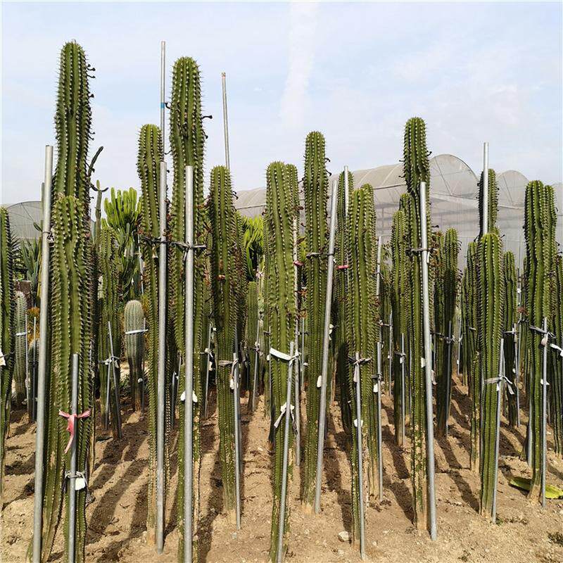 勇凤柱高度1.5米采购大型沙漠植物园林展览量大便宜勇柱凤大凤