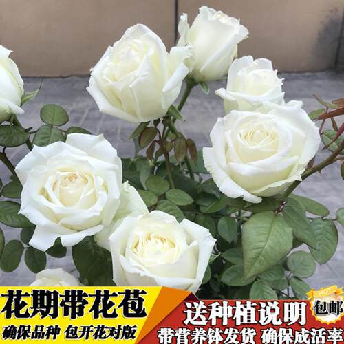 木香花苗爬藤植物四季香木香白木红月季蔷薇庭院特大基地市场
