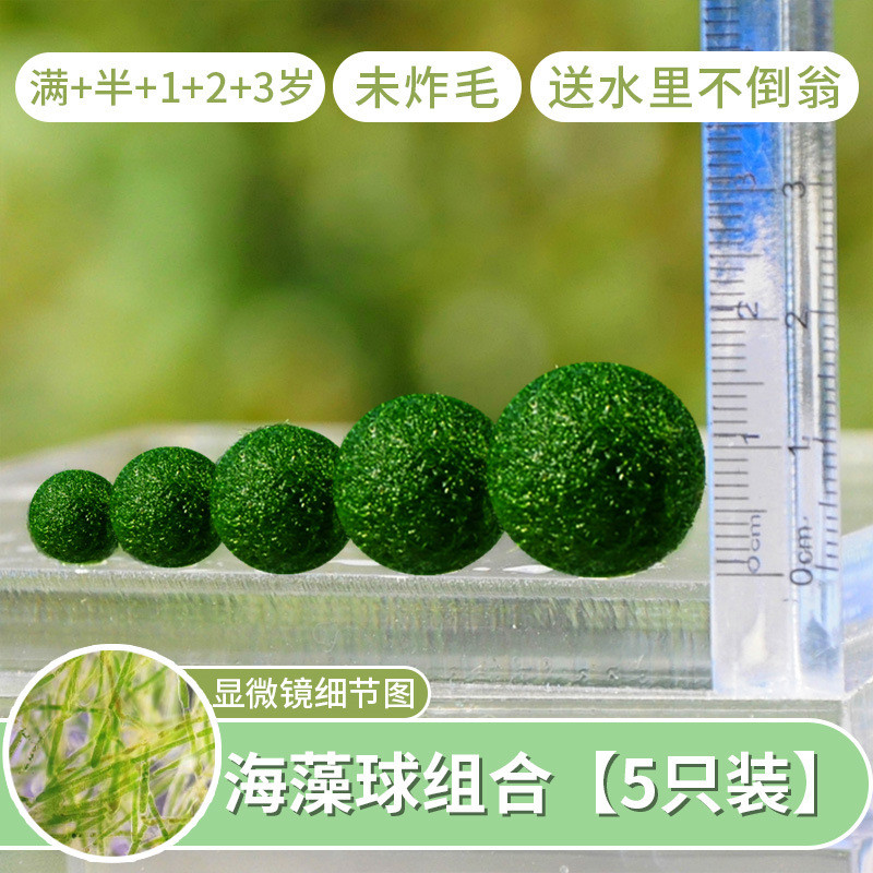 海藻莫生态瓶室内鱼缸水生微景观马里桌面水培创意迷你植物球球藻