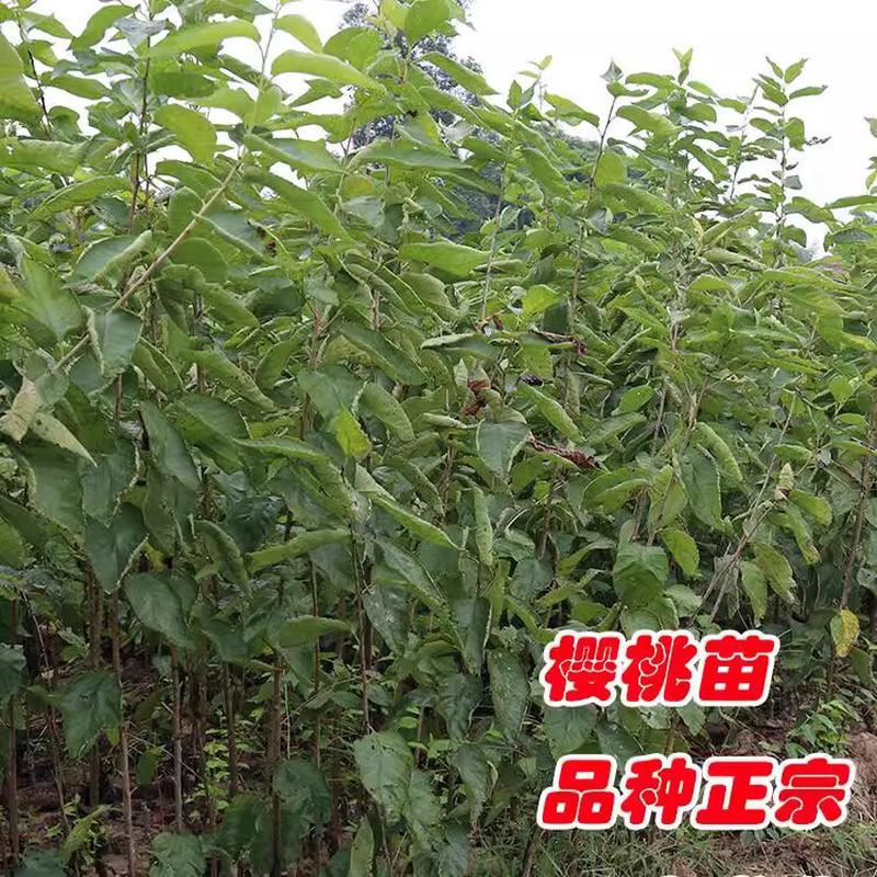 重庆果之王水果樱桃正宗无妃嫁接苗现挖现发基地批直发红检疫病害