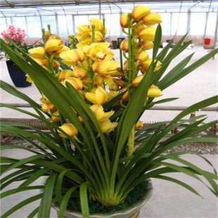 富山奇蝶]建兰四季兰兰花苗浓香花卉室内外绿植客厅盆栽冰天雪地