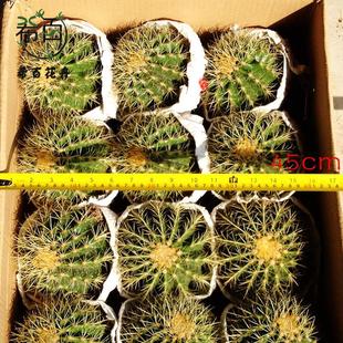 批发室内植物 12个金琥整箱居家 绿植盆栽净化空气小盆栽仙人球