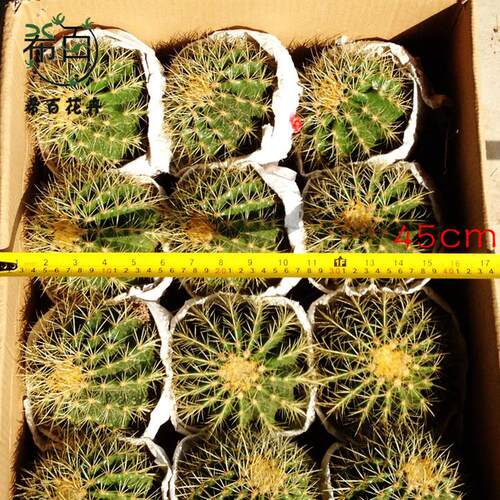 批发室内植物居家绿植盆栽金小盆栽仙人球（12个净化空气琥整箱）