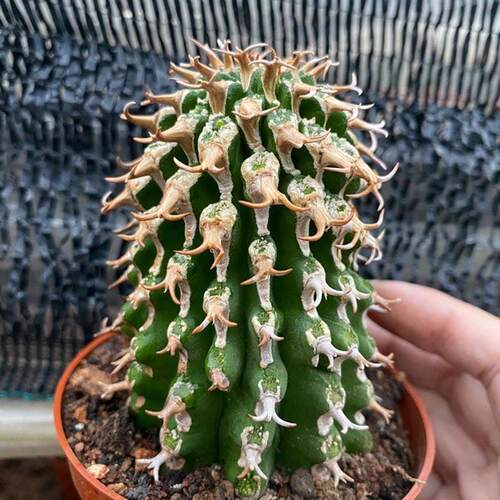 高度麒麟圆柱8厘米左右仙人球多肉植物绿植基地批发