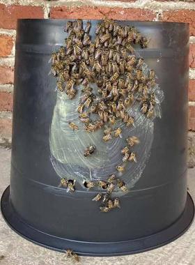 中锋诱蜂桶土蜂养蜂桶黑色塑料桶引蜂蜜蜂桶黑水桶风之禾风之禾