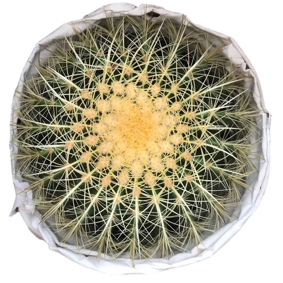 漳州仙人球仙人掌形盆栽多肉植物美虎30cm昆明金虎沙生植物景观大
