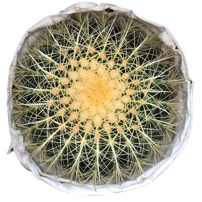 漳州仙人球景观形盆栽多肉植物美虎30cm昆明金虎沙生植物仙人掌大