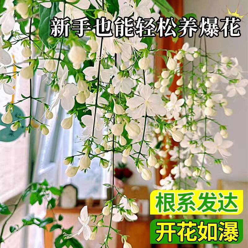 垂丝茉莉室内盆栽植物花期超长花卉带花苞适合阳台养的花春天厂家