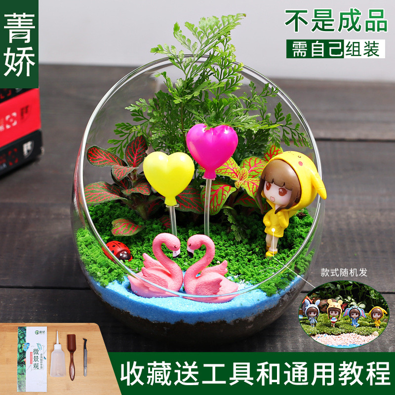 12cm切口瓶生态迷你微景观diy材料包桌面苔藓绿植物花卉小盆栽
