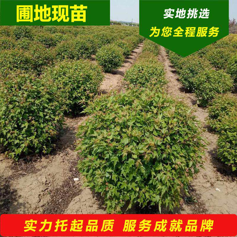 茶秋季槭球2025开原苗圃三角枫树球北方条彩红叶观赏树种花灌木球