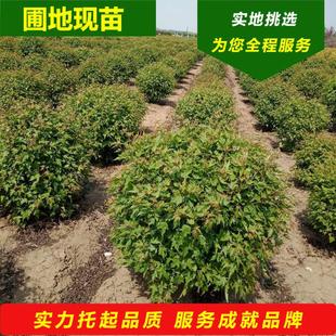 苗圃条槭球2025开原茶三角枫树球北方秋季彩红叶观赏树种花灌木球