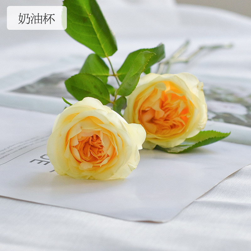 [基地杯玫玫瑰]奥斯丁花型高级玫瑰昆明奶油直供批发新鲜现采