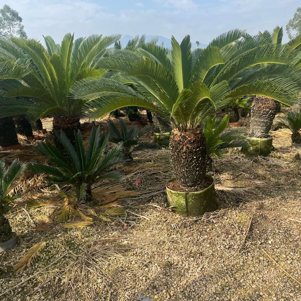 广东铁树产地种植批发多头铁树盆景绿化征迁铁树出售