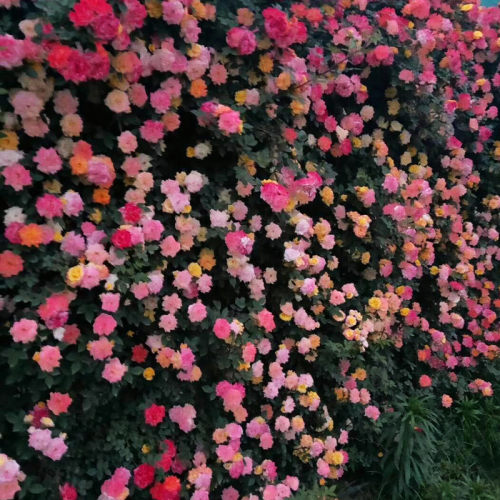 月季网片批发精品月季花墙月季迷宫现货种植款月季多款小苗户外